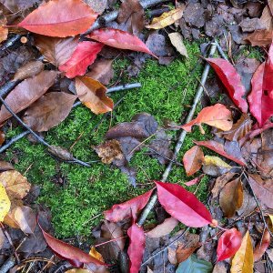 Herbstlaub...... Jürgen Herborn